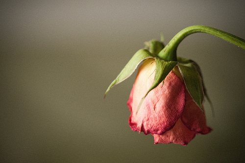 Wilted rose